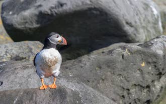 Puffin Watching from Reykjavik