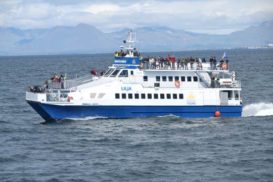 Flexible Whale & Puffin Watching Combo Tour from Reykjavik