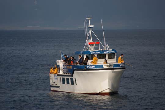 Combination Whale Watching & Sea Fishing Tour with BBQ Meal from Reykjavik