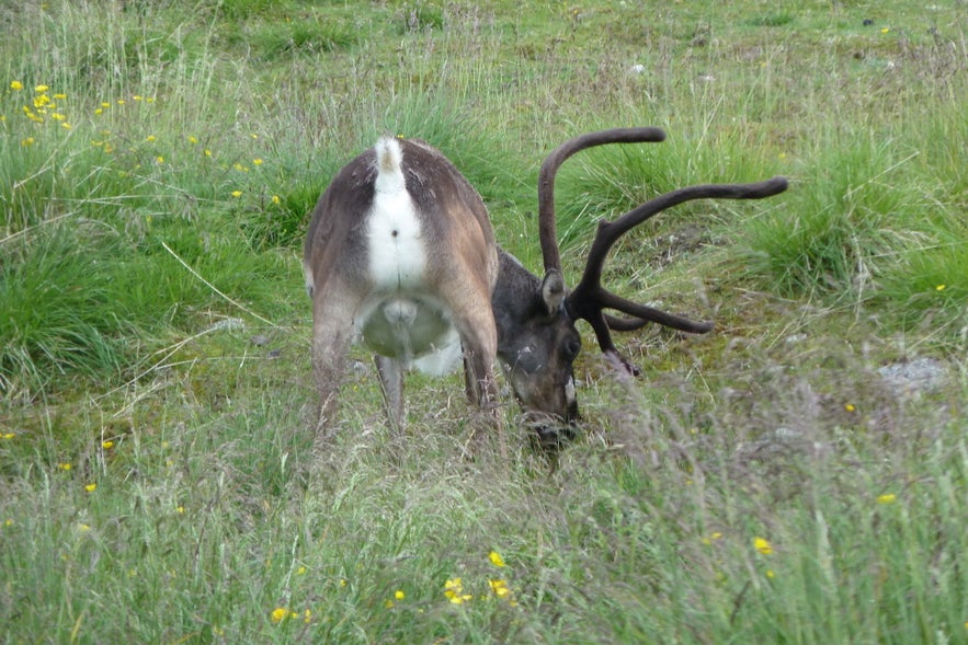 a reindeer in the east