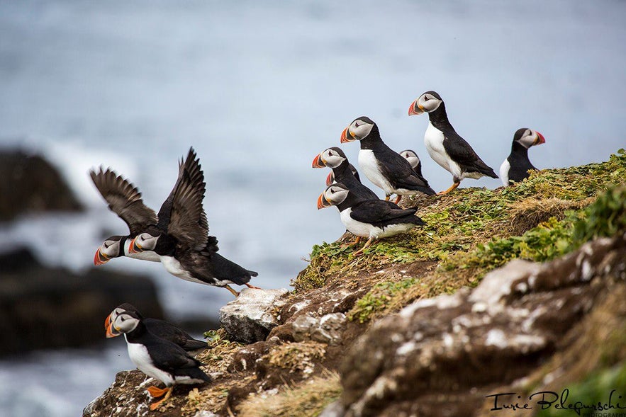 puffins