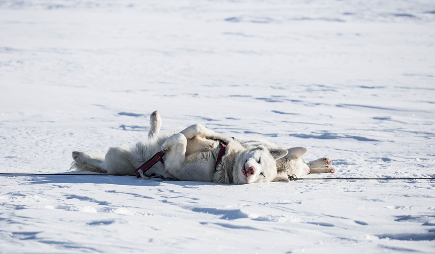 冰島雪橇犬旅行團