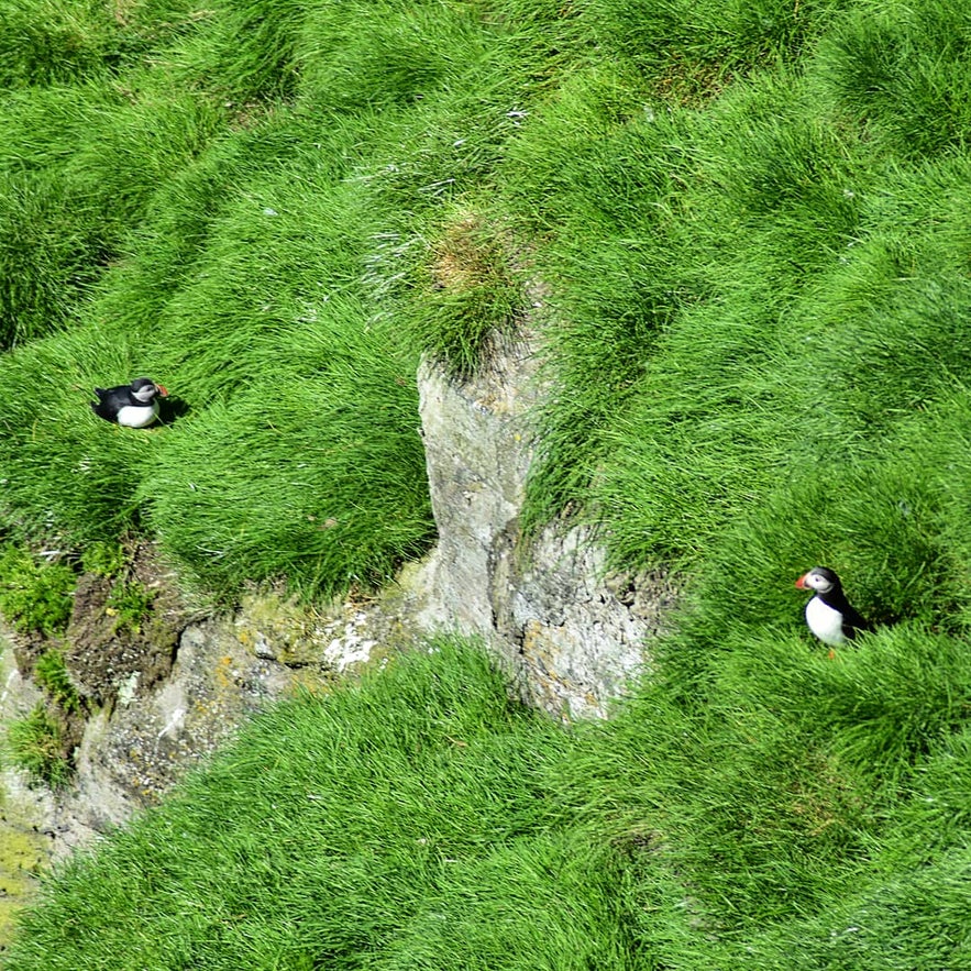 Papageientaucher in den Klippen von Stórhöfdi / Westmännerinseln.