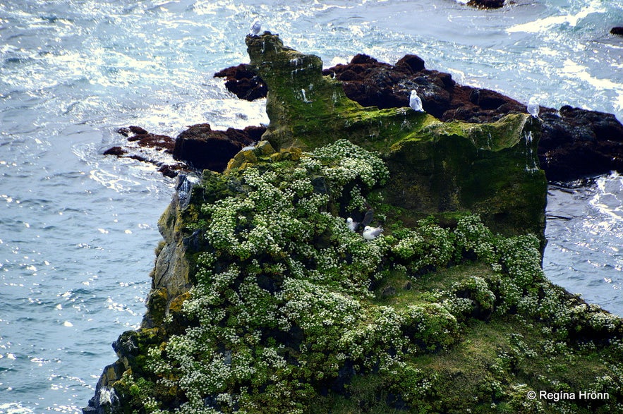 Þúfubjarg cliffs Snæfellsnes peninsula