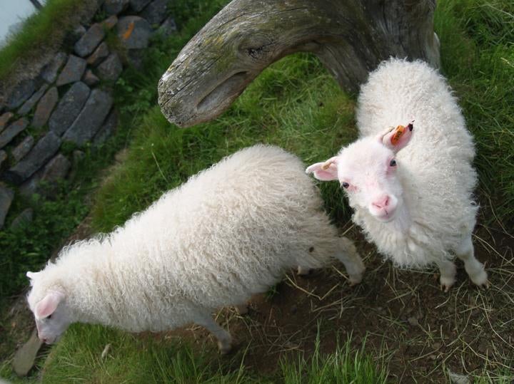 Sheep can often be encountered on the roads, beware!