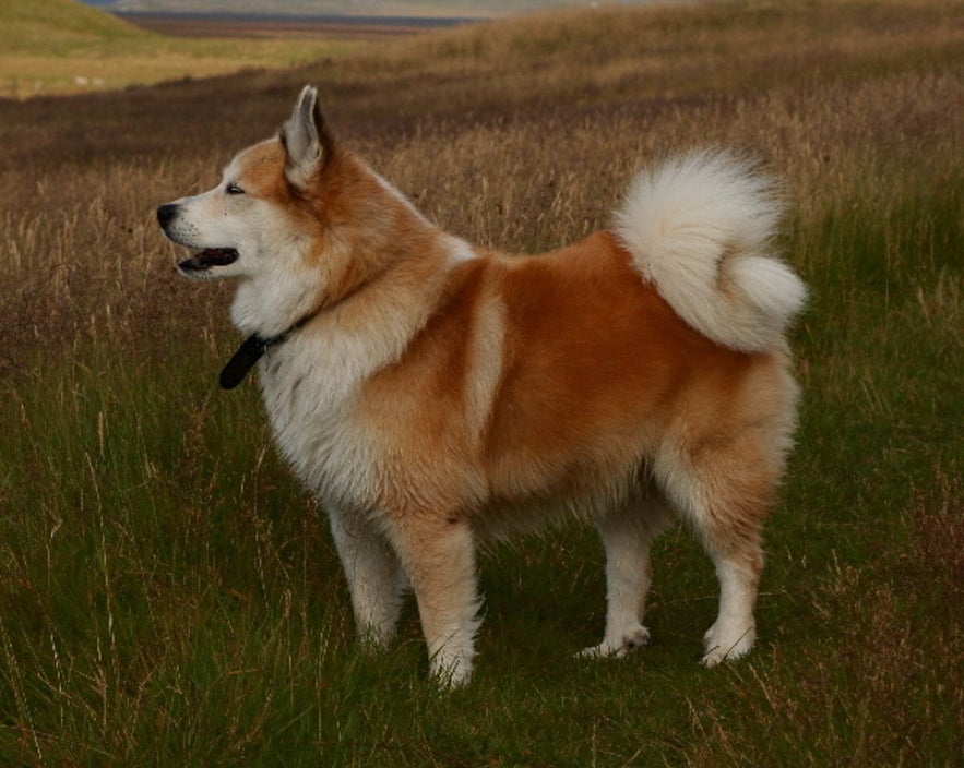 chien islandais. Photo d'arni einarsson