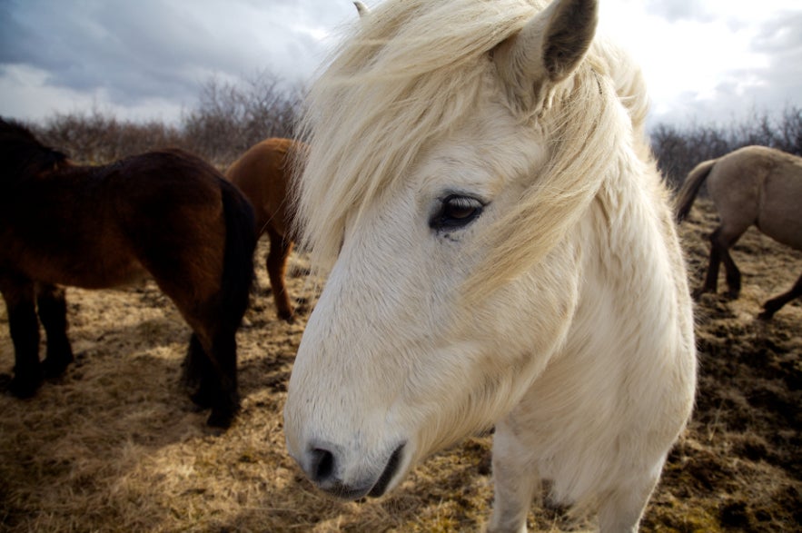 Chevaux en Islande