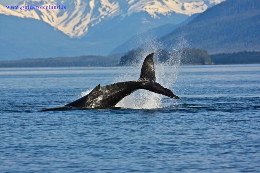 Baleine en Islande