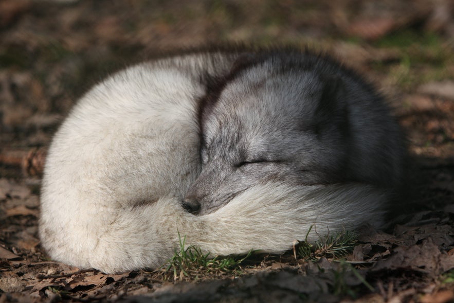 Renard arctique en Islande