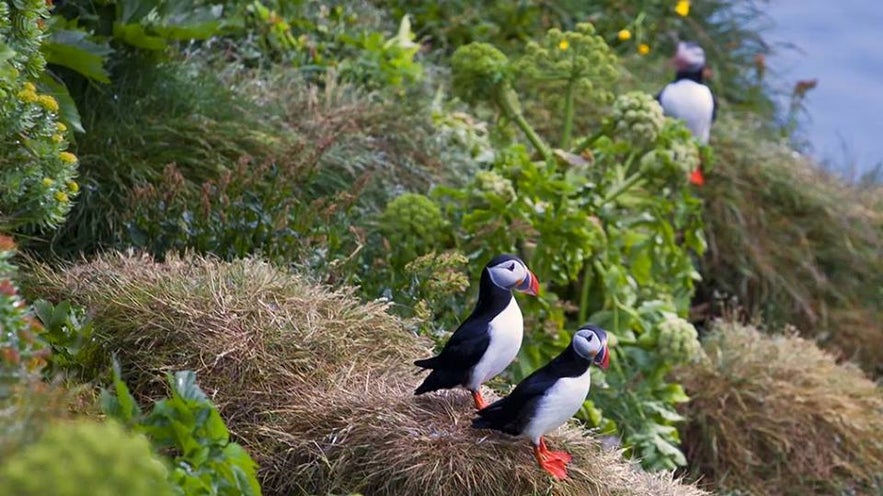 Falaise de Látrabjarg dans les fjords de l'Ouest en Islande est un paradis pour voir les macareux