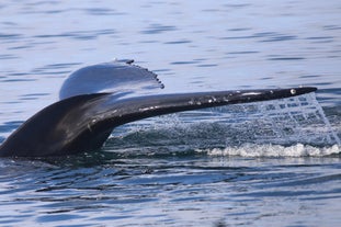 A closer look at the fluke or tail of a whale in Iceland.