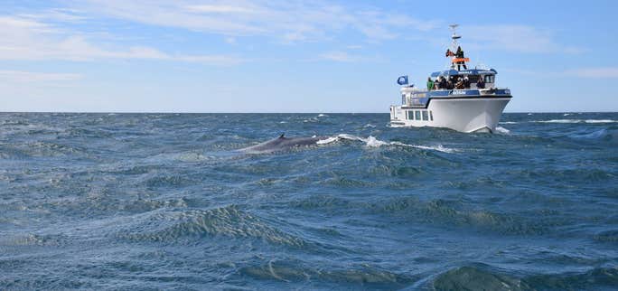 まるで絶叫マシン!?高速RIBボートでホエールウオッチング!