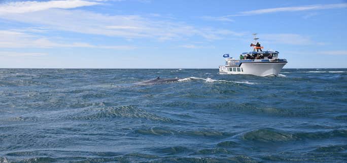 まるで絶叫マシン！？高速RIBボートでホエールウオッチング！