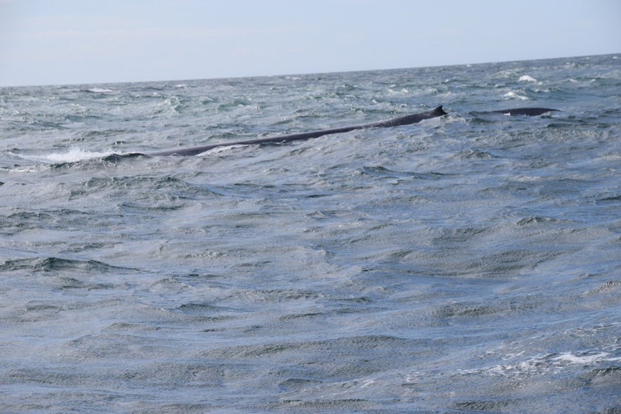 海面に現れる背中部分