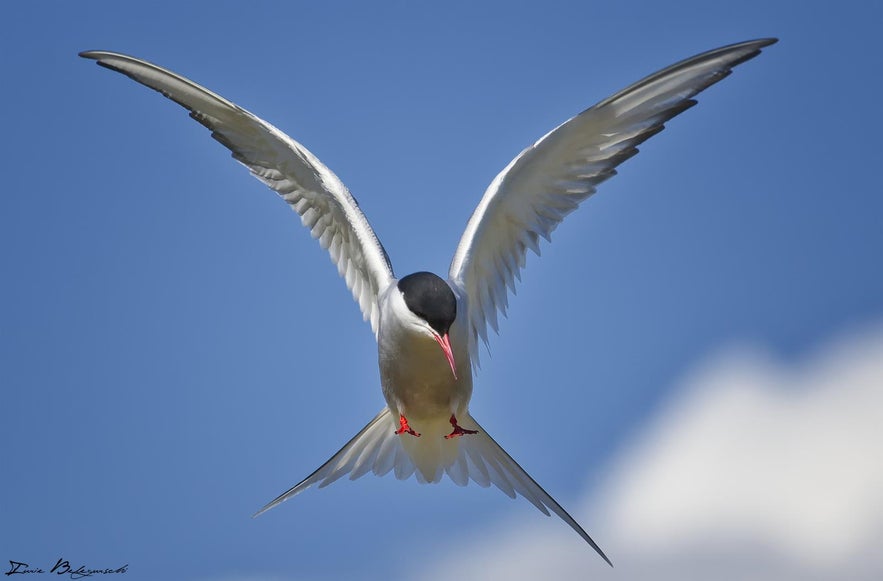 Arctic Tern in Iceland