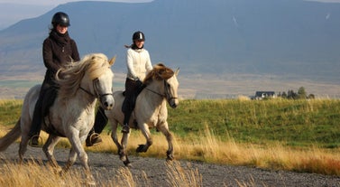 Ride through the beautiful landscapes of North Iceland on this 8-hour combination riding and rafting tour.