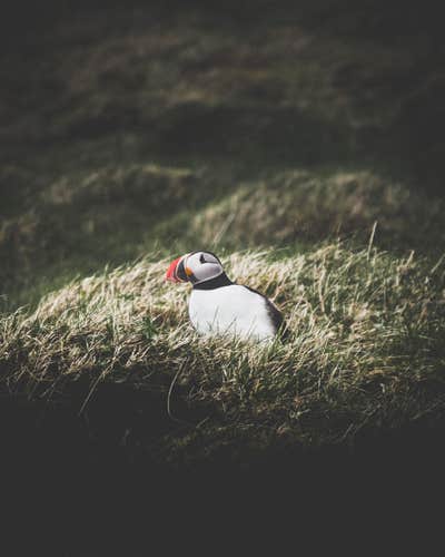 Guided 12.5 Hour Tour of the Volcanic Westman Islands with Transfer from Reykjavik