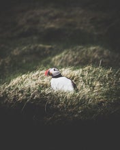 Guidet 12,5 timers tur til de vulkanske Vestmannaøer med transport fra Reykjavik