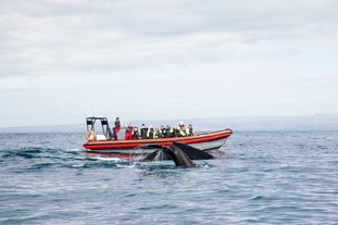 A group of travelers observing a whale off the coast of Husavik in North Iceland.