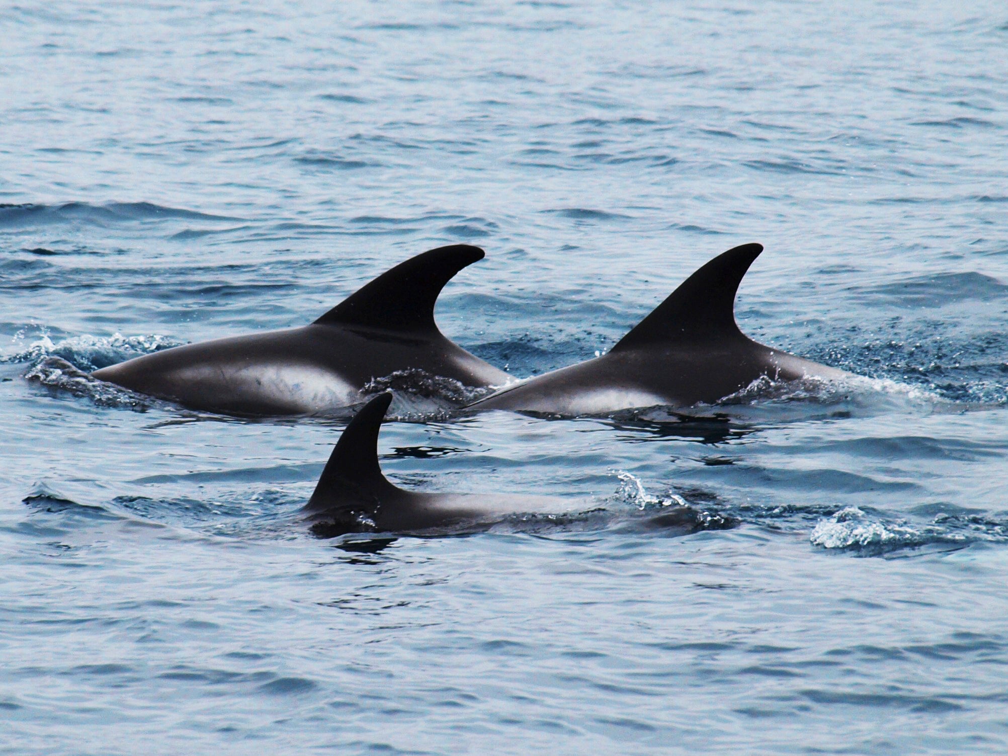 Porpoises roam the fertiles waters of Skjalfandi bay in Husavik.