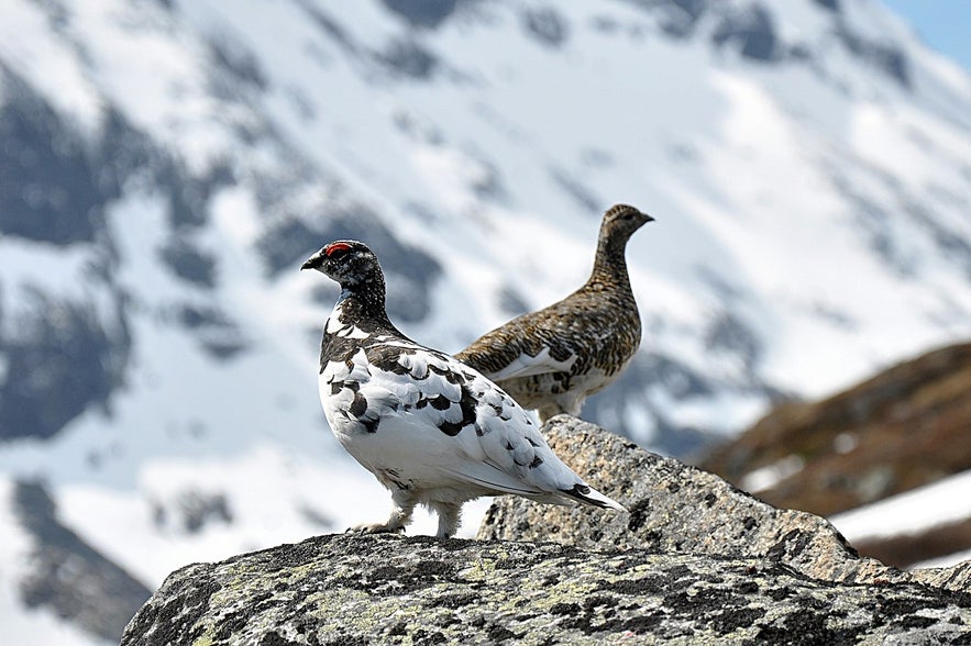 The rock Ptarmigan is known in Icelandic as the Rjupa. 