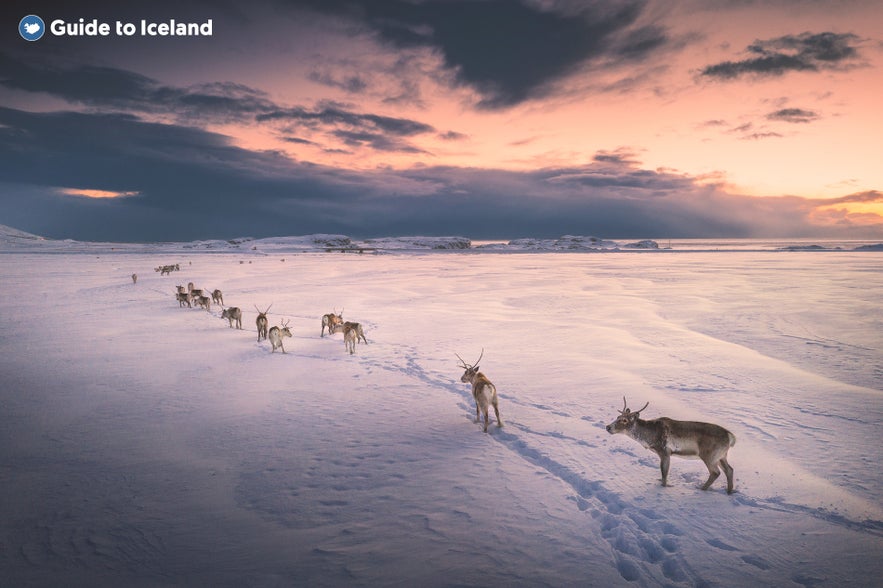 A heard of wild reindeer in East Iceland