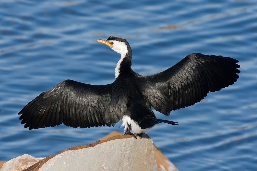 The cormorant is one of the seabirds that inhabit the waters around Iceland