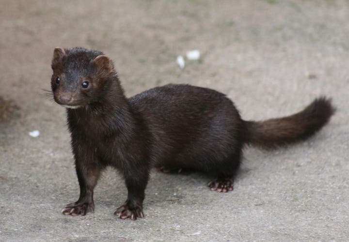 The mink was introduced to Iceland in 1931 and is officially recognised today as a pest because it threatens natural flora and fauna.