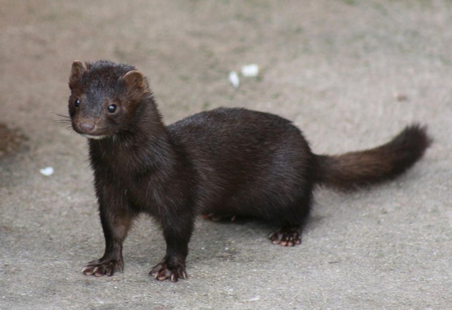 The mink was introduced to Iceland in 1931 and is officially recognised today as a pest because it threatens natural flora and fauna.