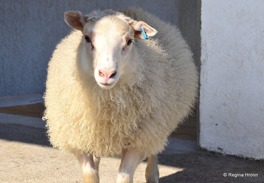 A bottle fed lamb at Strandir