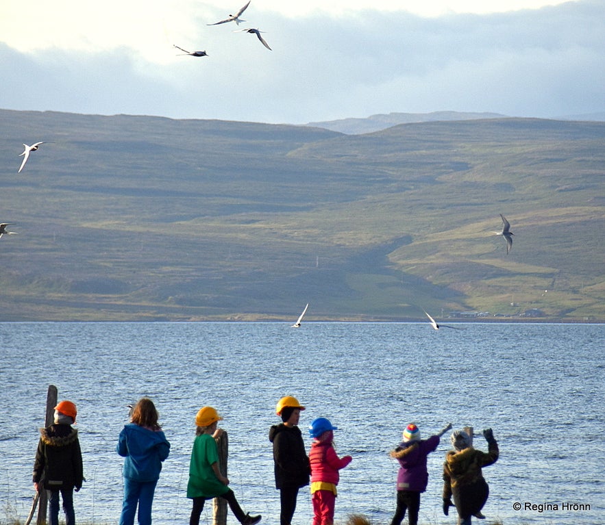 Icelandic children protecting themselves from the Arctic tern at Strandir