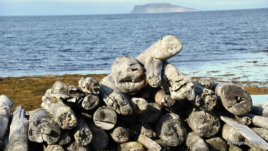 Driftwood at Strandir Iceland