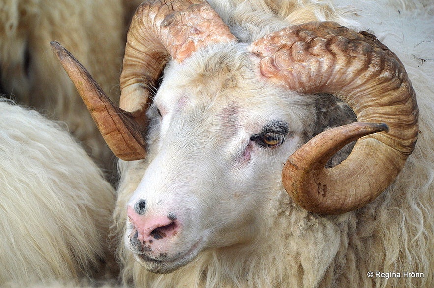 Icelandic sheep in Iceland