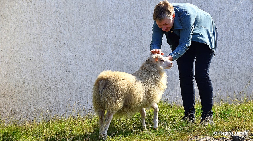 The bottle lamb at the Sheep Farming Museum at Strandir