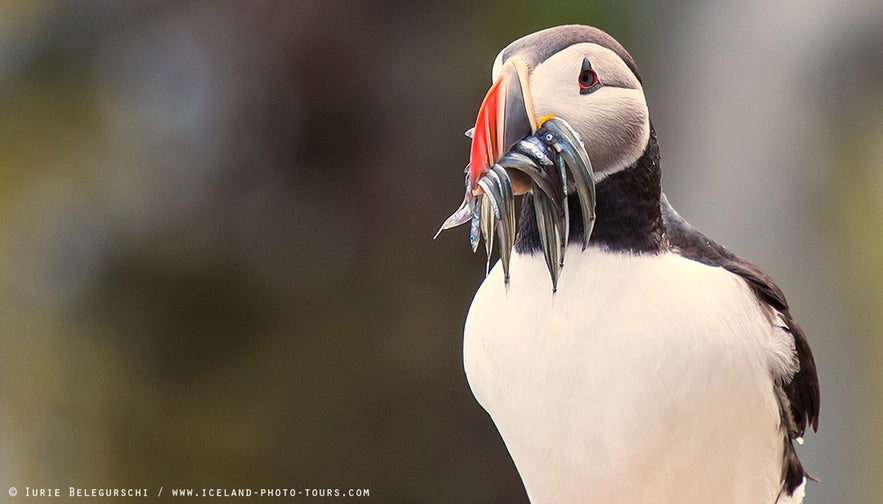 Puffin