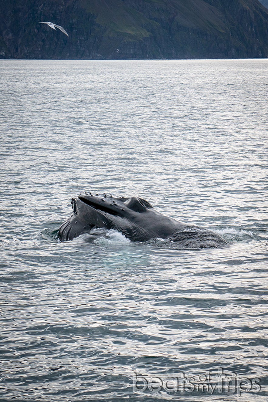 Como un verdadero Monstruo Marino aparece la ballena Jorobada con su bocaza llena de peces