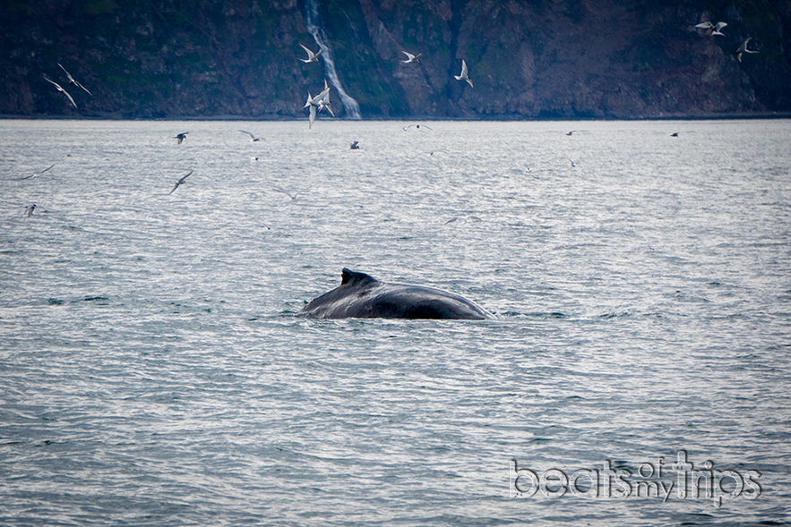 Golondrinas Árticas o Artic Tern rapiñeando las sobras de la ballena Jorobada