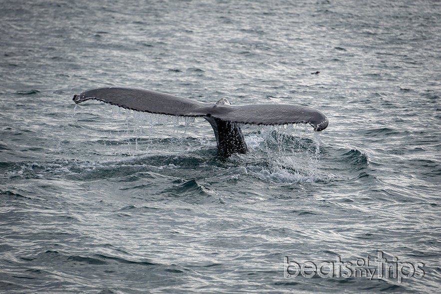 Cola de ballena Jorobada en Husavik con Frailecillo detrás de ella (bolita negra sobre el mar)