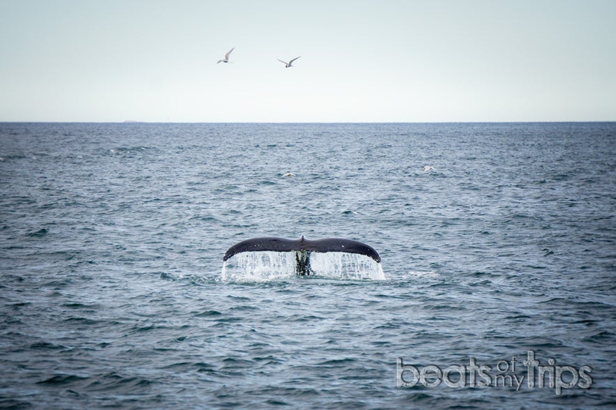 Una ballena Jorobada surmergiendose en las aguas de la bahía Skjálfandi buscando su merienda