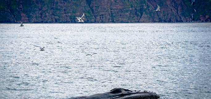 El día que una ballena me guiñó un ojo en Húsavík, Islandia
