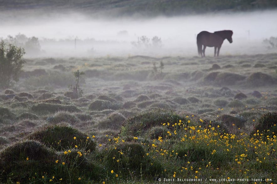 Horse in the mist