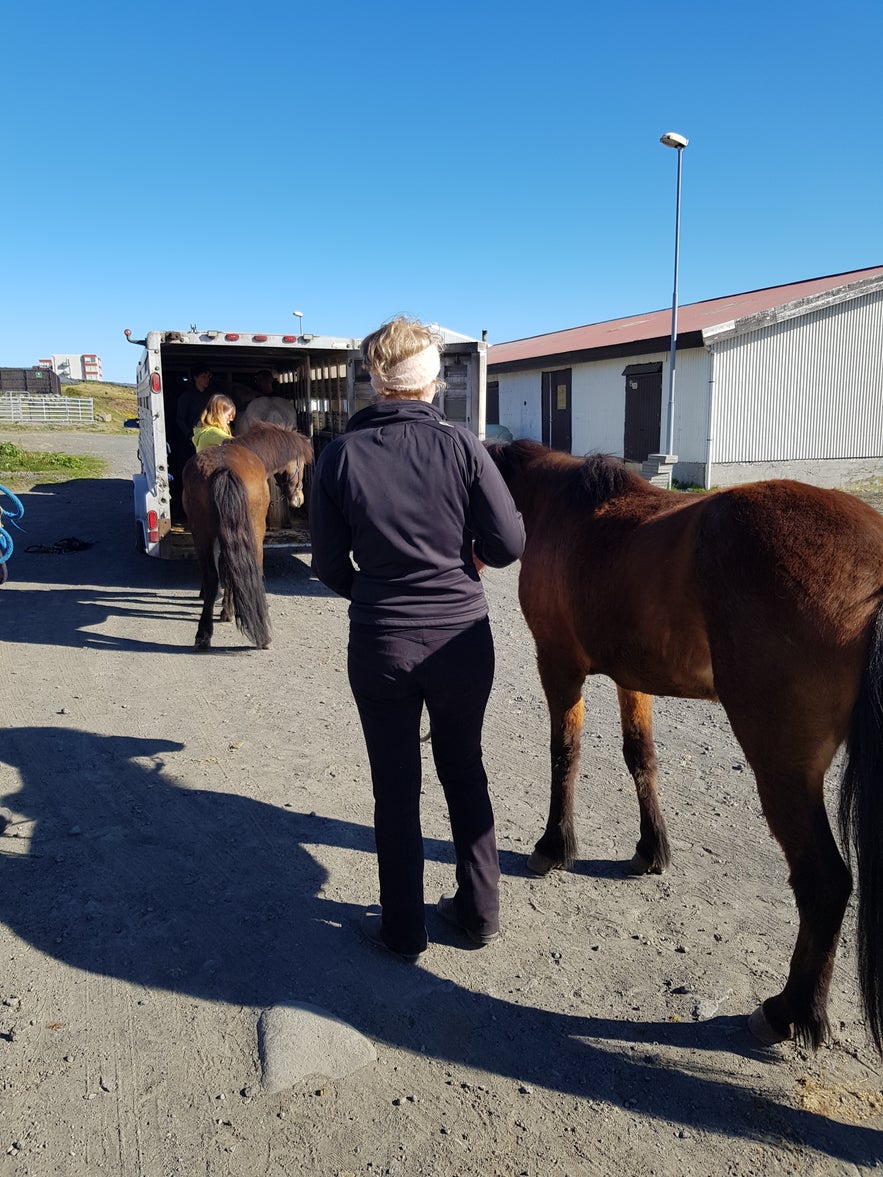 Verladen der Pferde in Hafnarfjördur.