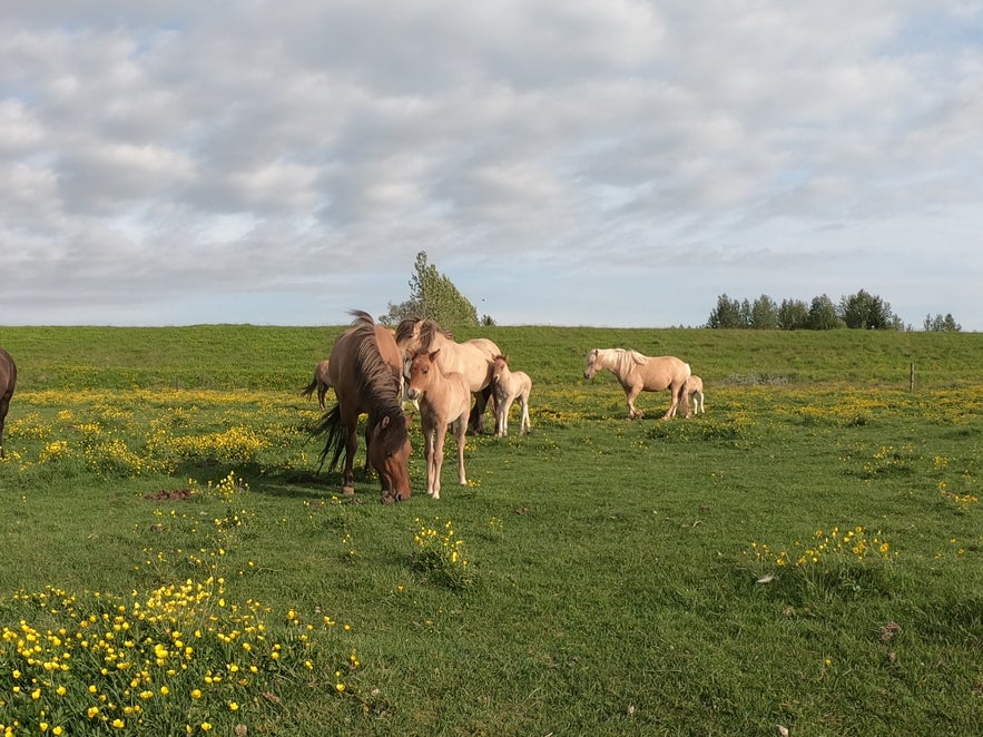 Stute mit Fohlen auf Weide in Island.