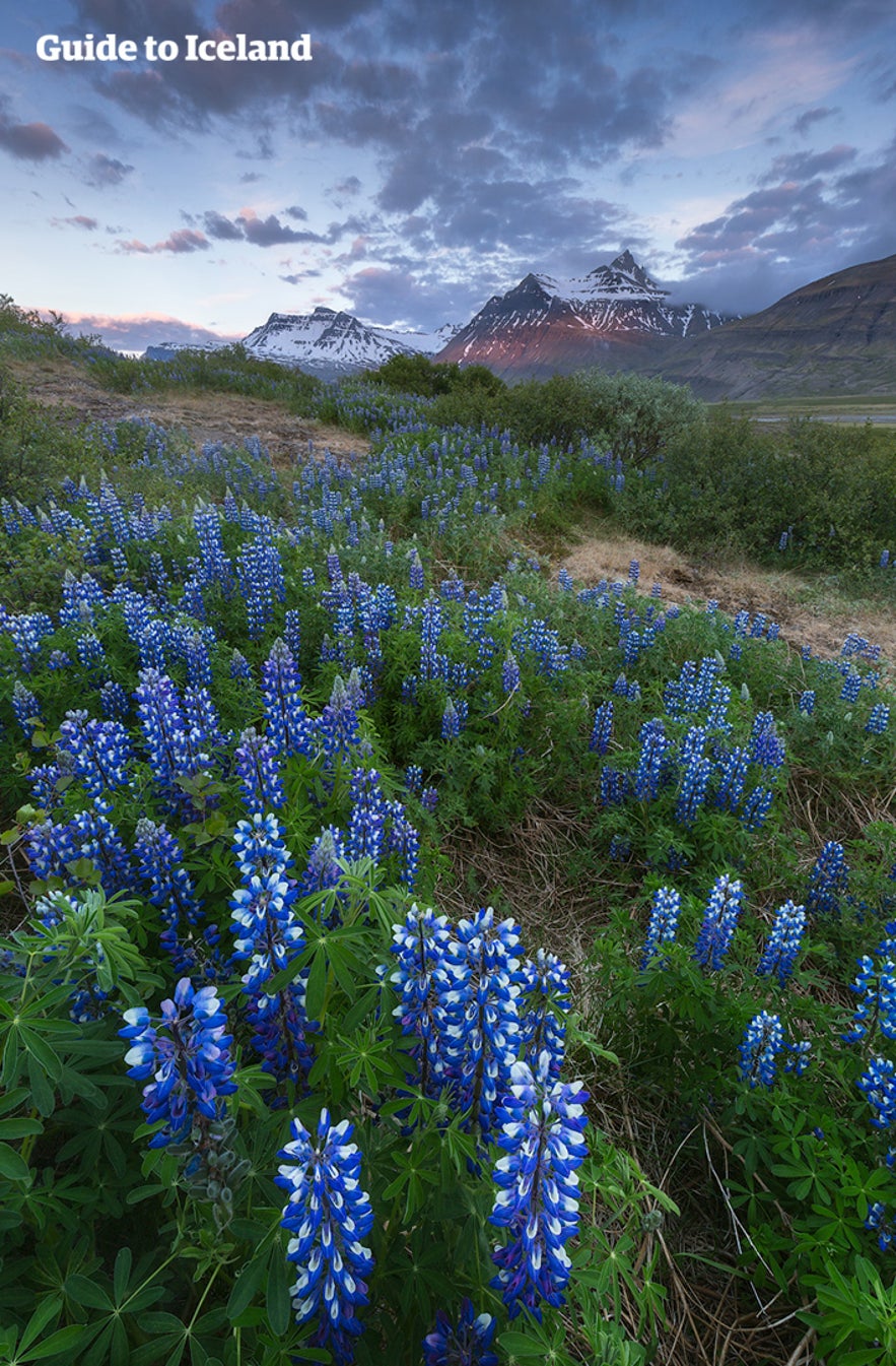 Alaskan Lupine in East Iceland