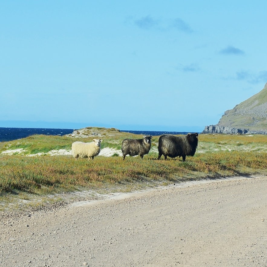 Isländische Schafe in den Westfjorden.