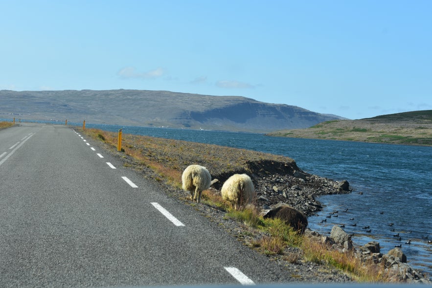 Isländische Schafe am Straßenrand in den Westfjorden.