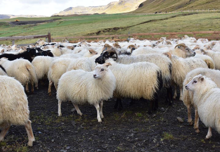 Schafe und Lämmer nach dem Abtrieb im Hochland auf Island.