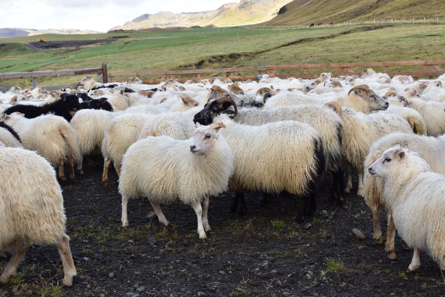 Schafe und Lämmer nach dem Abtrieb im Hochland auf Island.