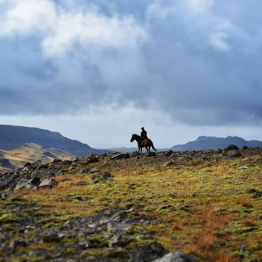 Reiter und Pferd auf der Suche nach Schafen in der isländischen Natur.