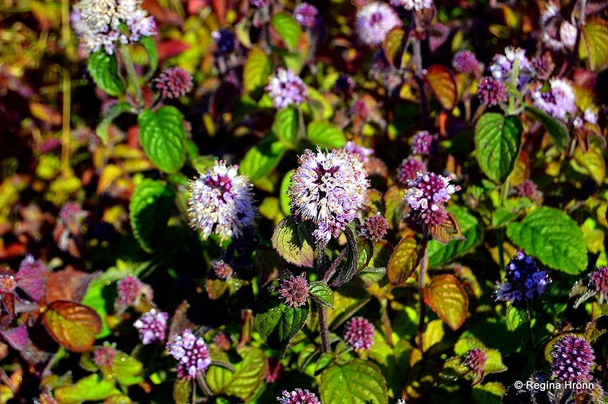 vatnamynta in Icelandic and the Latin name for it is Mentha aquatica and is strictly preserved.